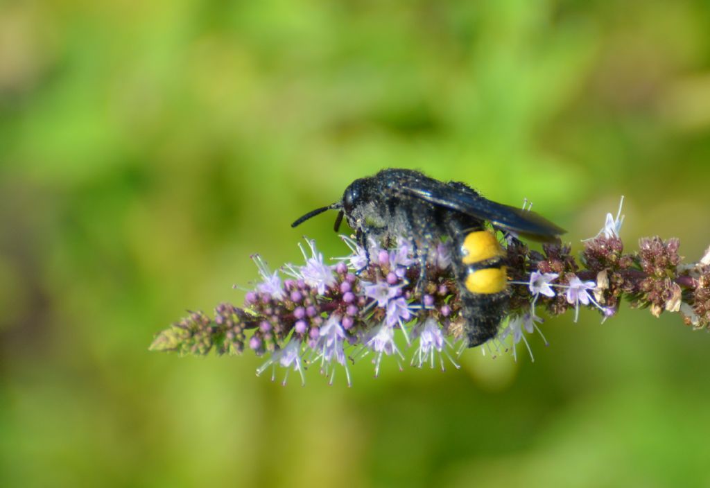 Scolia hirta, Scoliidae